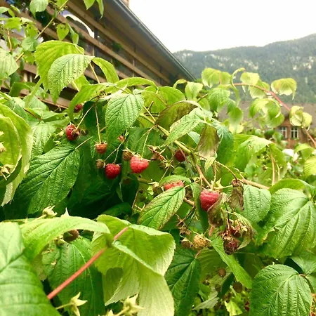 Green Lodge 公寓 *