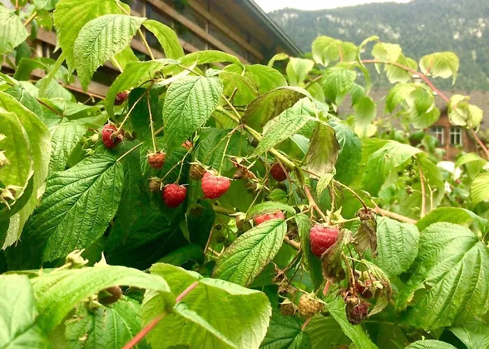 Green Lodge Διαμέρισμα *