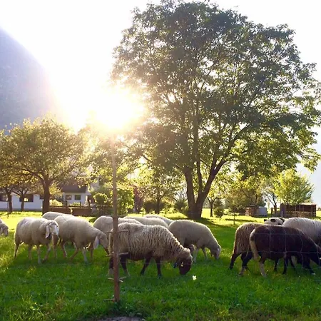 Апартаменты Green Lodge *